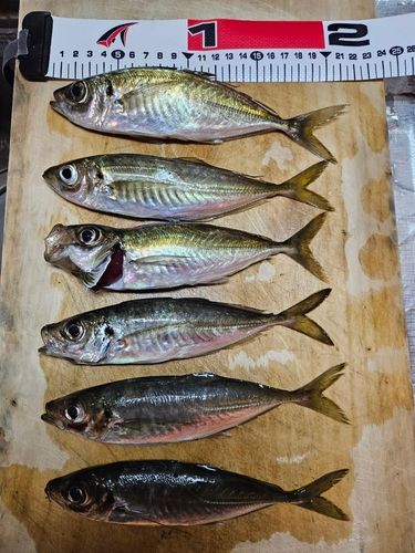 アジの釣果