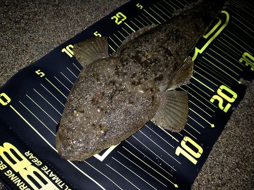 マゴチの釣果