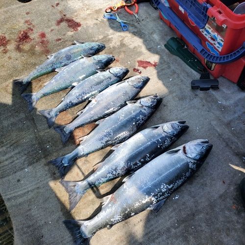 サクラマスの釣果