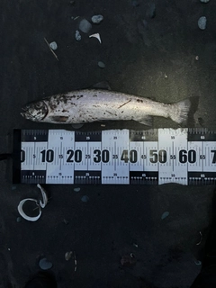 アメマスの釣果