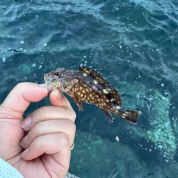 カサゴ