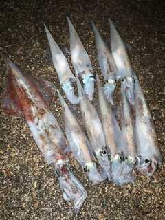 ヤリイカの釣果