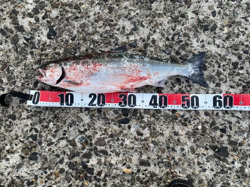 サクラマスの釣果