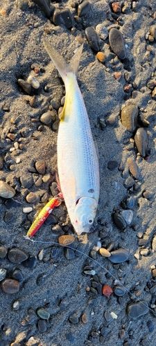 コノシロの釣果