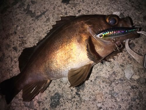 アカメバルの釣果