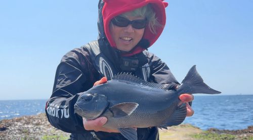 メジナの釣果
