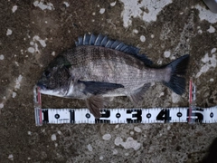 クロダイの釣果