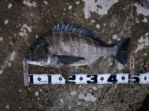 クロダイの釣果