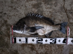 クロダイの釣果