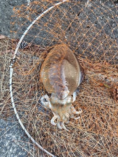 カミナリイカの釣果