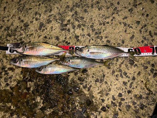 アジの釣果