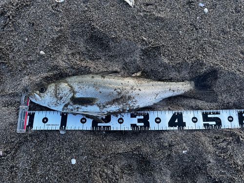 フッコ（ヒラスズキ）の釣果