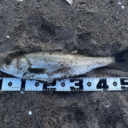 フッコ（ヒラスズキ）