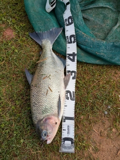 釣果