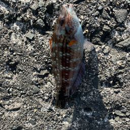 ホシササノハベラ