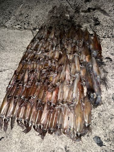 ヤリイカの釣果