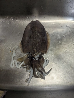 モンゴウイカの釣果