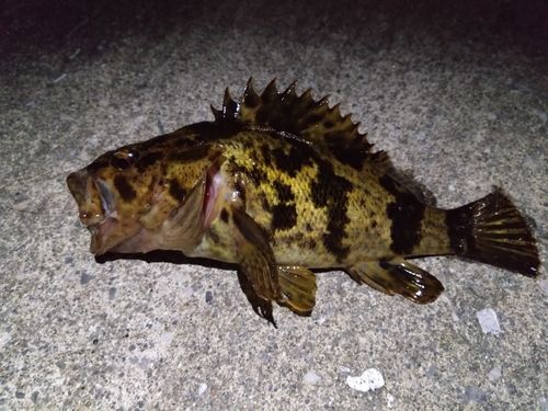 タケノコメバルの釣果