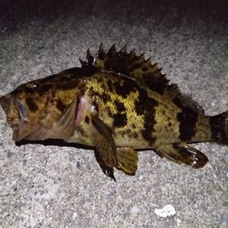 タケノコメバル