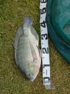 ティラピアの釣果