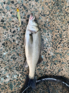 セイゴ(マルスズキ)の釣果