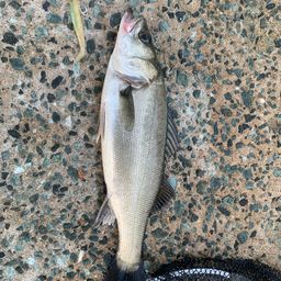 セイゴ（マルスズキ）