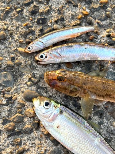 カタクチイワシの釣果