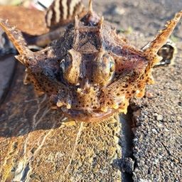 オニカジカ