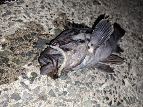 ソイの釣果