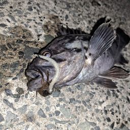 ソイ