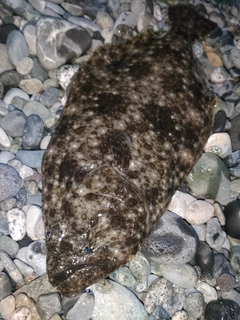 ヒラメの釣果