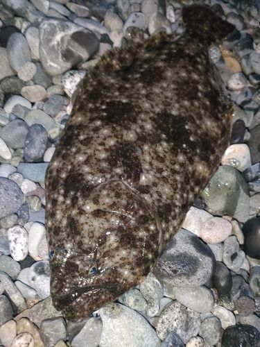 ヒラメの釣果