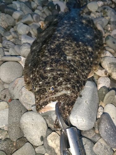 ヒラメの釣果