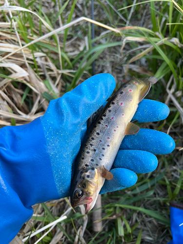 ブラウントラウトの釣果