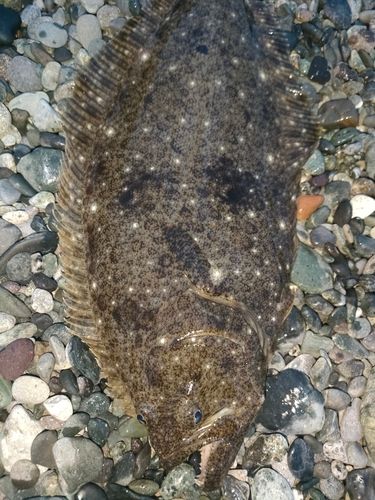 ヒラメの釣果
