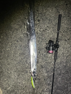 タチウオの釣果