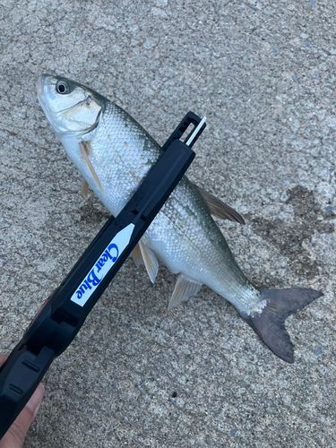 ウグイの釣果