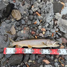 レイクトラウト