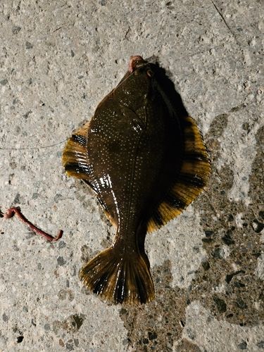 ヌマガレイの釣果