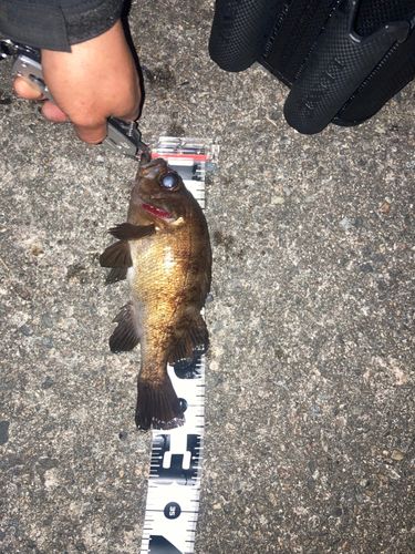アカメバルの釣果