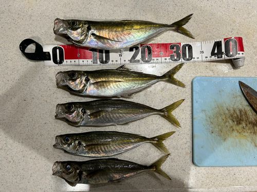 アジの釣果