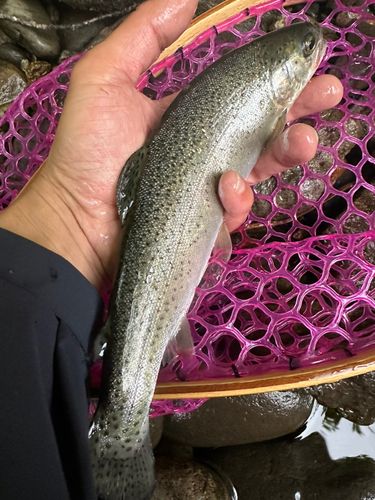 ニジマスの釣果