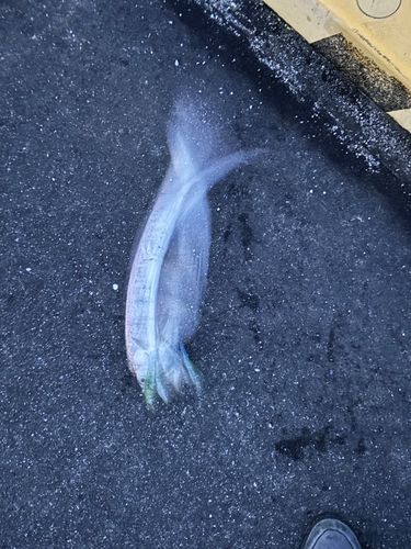 タチウオの釣果