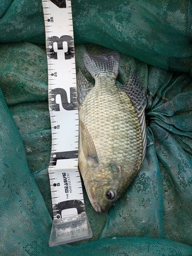 ティラピアの釣果