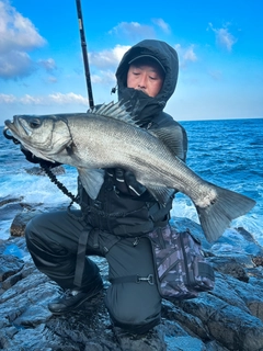 ヒラスズキの釣果