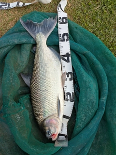 釣果