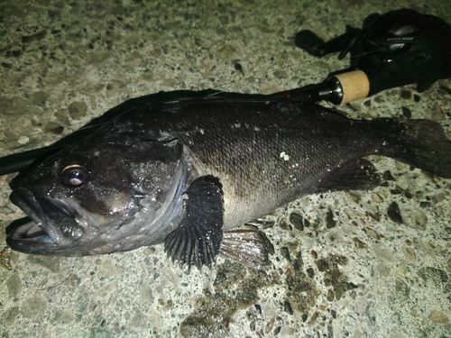 クロソイの釣果