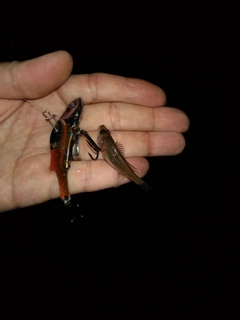 セイゴ（マルスズキ）の釣果