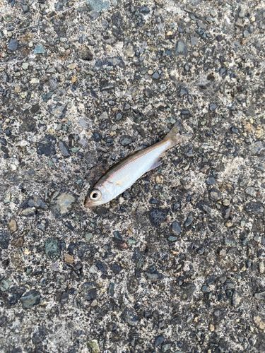 アカムツの釣果