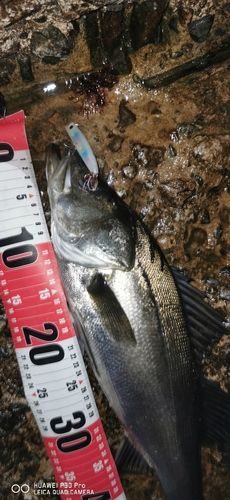 スズキの釣果